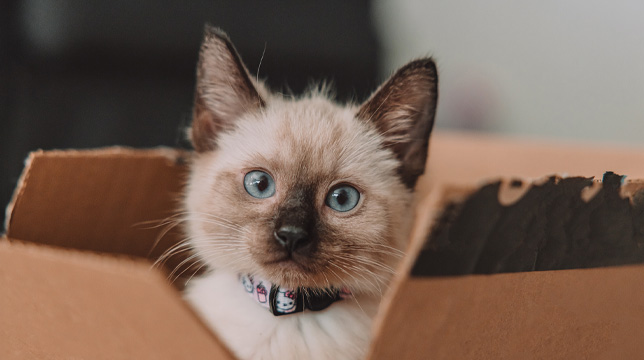 A colorpoint kitten sits upright in a brown cardboard box and looks at the camera.