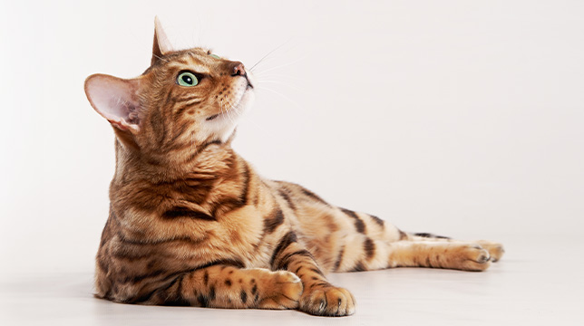 Bengal Cat Laying down and looking up.