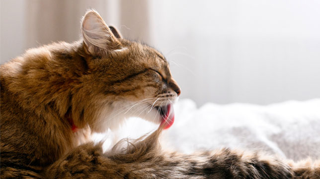 Large brown cat licking its long fur