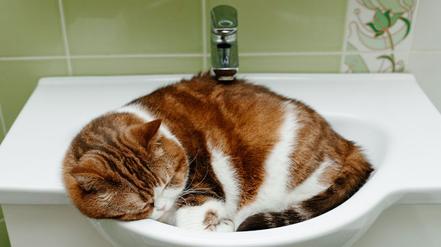 A Domestic Longhair cat lies in a bathroom sink.