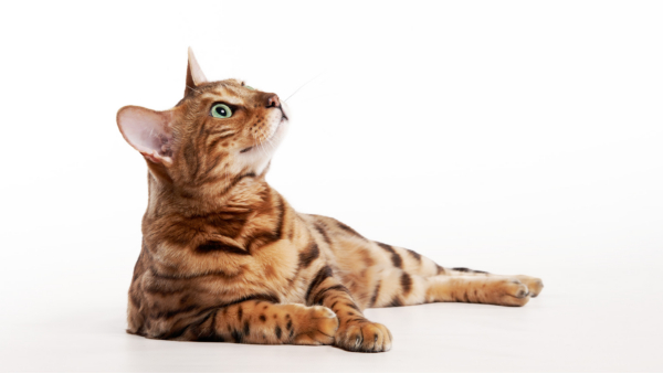 Chat bengal couché et levant les yeux.