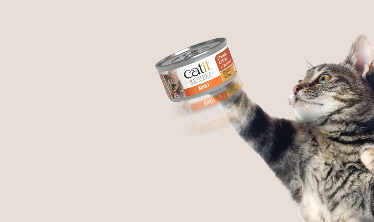 Cat Jumping toward can of Catit recipes Entrée Adult