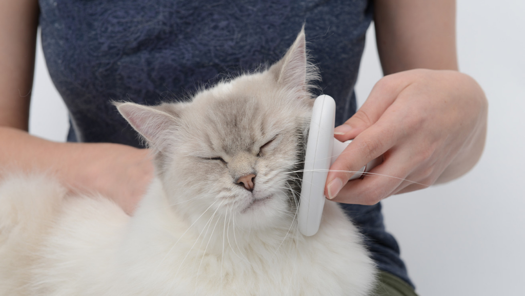 Een vrouw met een donkerblauw shirt borstelt een ragdollkat.