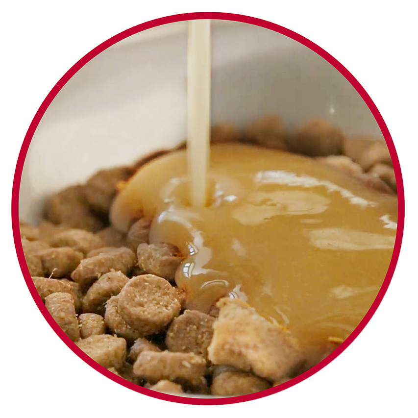 ドライフードにCreamy リッチスープをトッピング