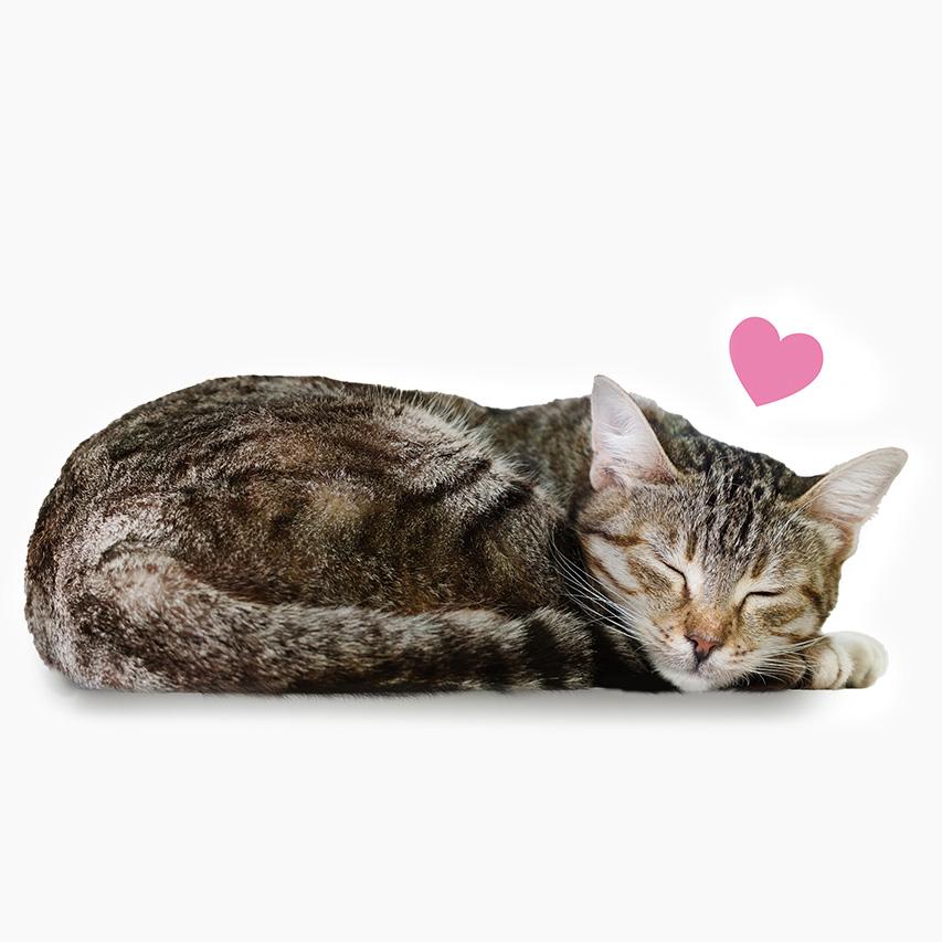 Catit White litter bentonite cat sleeping