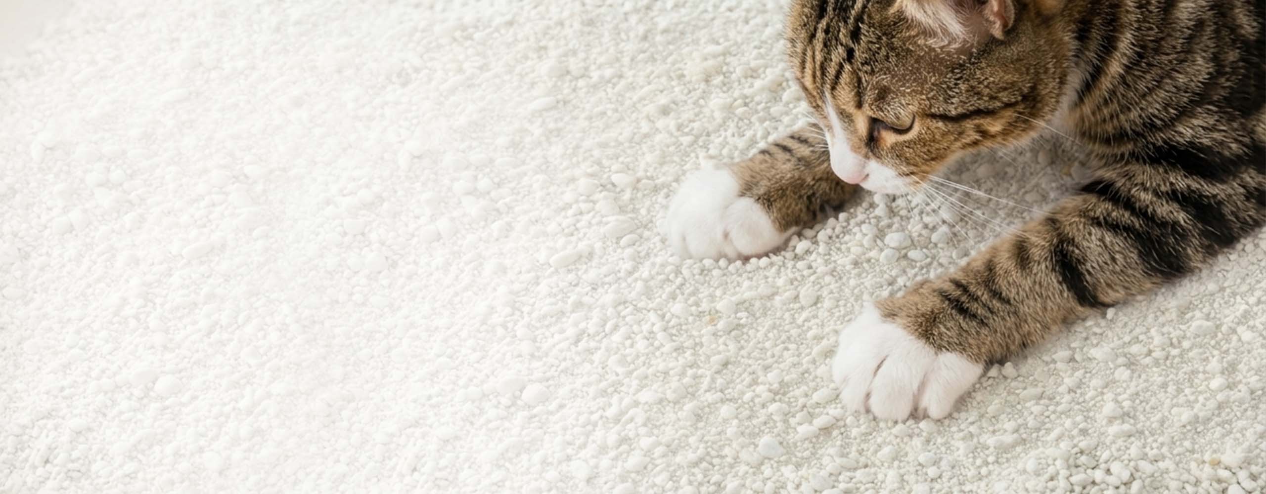 Catit White litter with cat