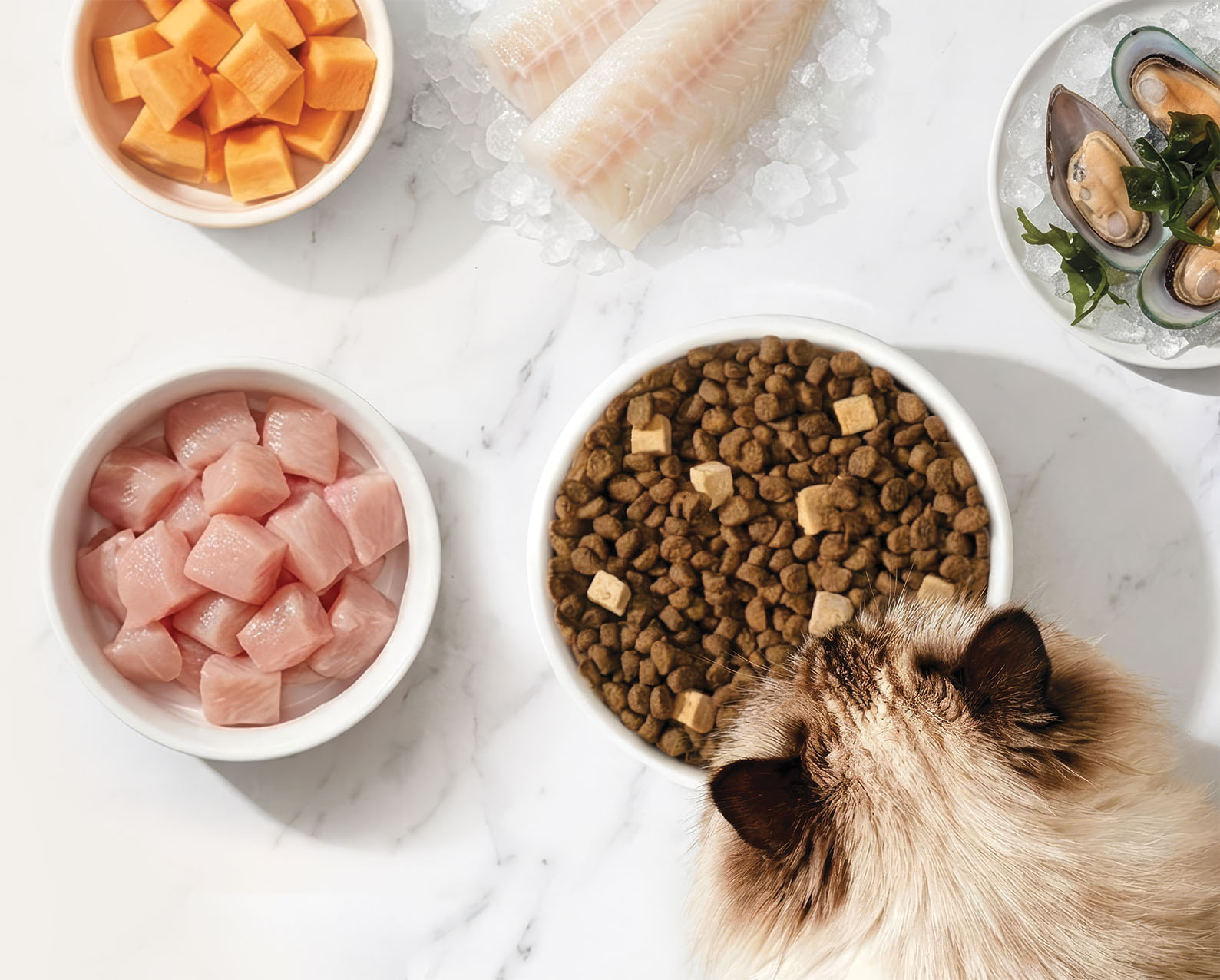 A fluffy cat eating dry kibble mixed with freeze-dried treats from a white bowl on a marble surface with fresh ingredients around