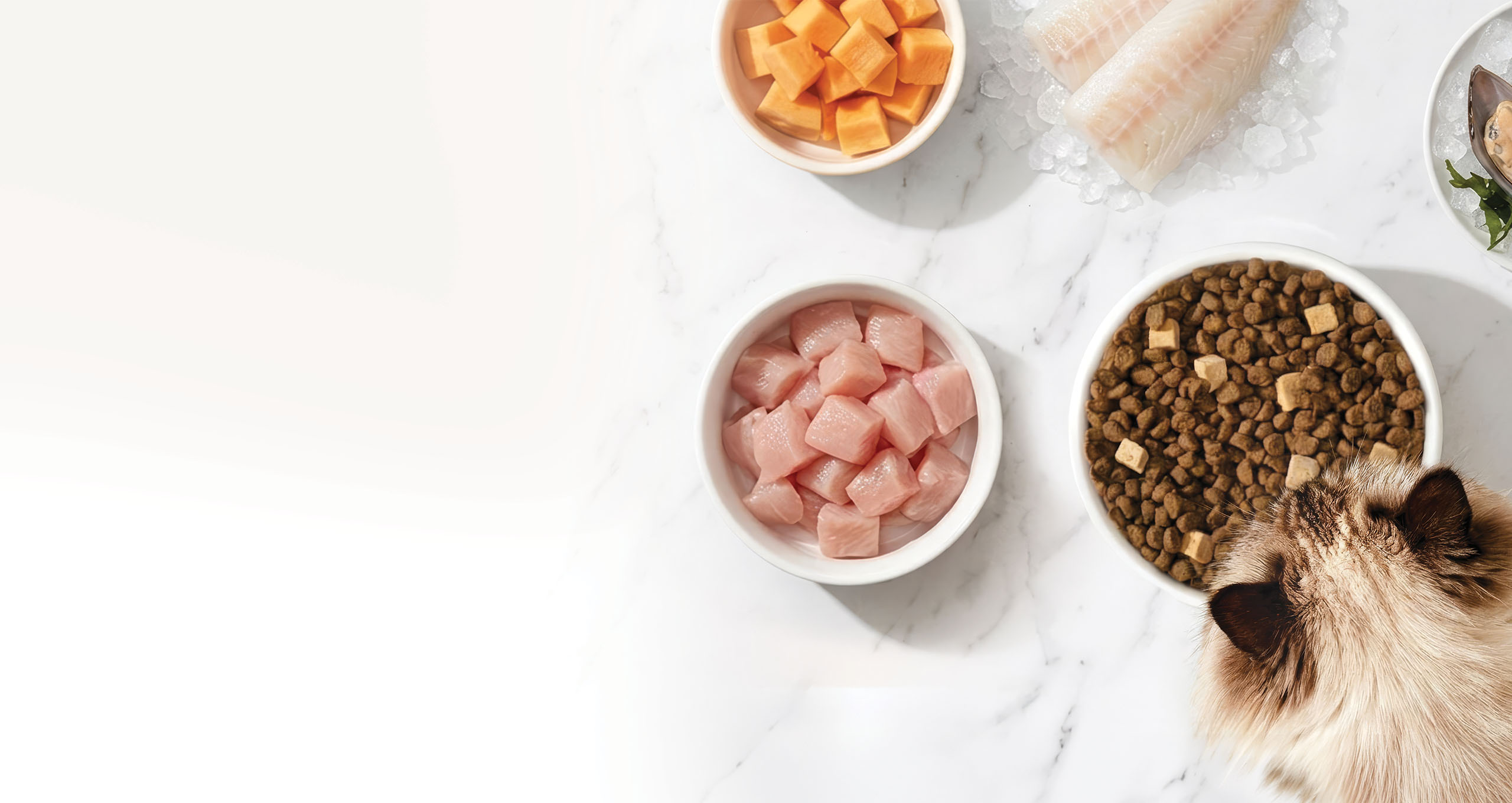A fluffy cat eating dry kibble mixed with freeze-dried treats from a white bowl on a marble surface with fresh ingredients around