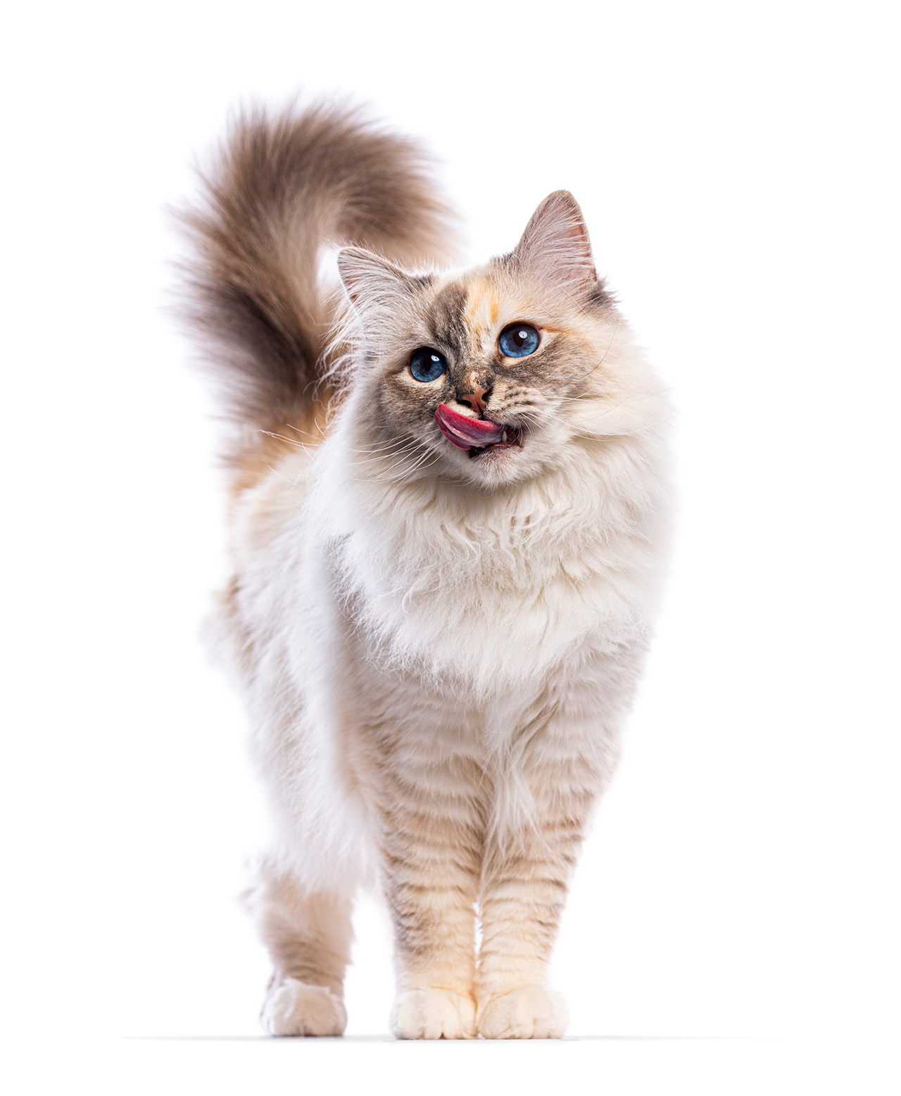 White fluffy ragdoll on white background licking it's face