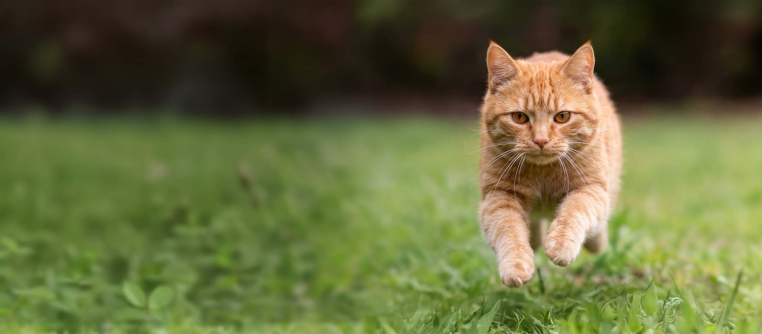 An orange tabby cat running through green grass