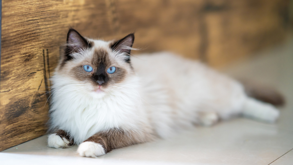 Un gato Ragdoll con «calcetines» está tumbado en el suelo, junto a una pared de madera.