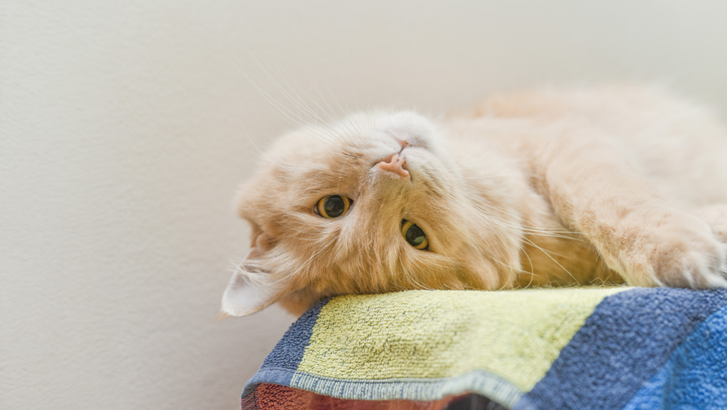 Un gato naranja está tumbado sobre una toalla.