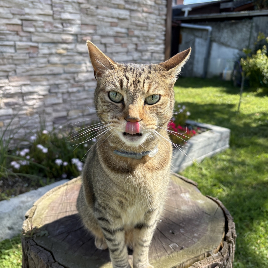 cat named Colorado