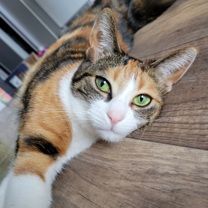 cat named Didi