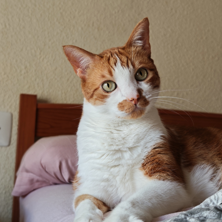 cat named CousCous