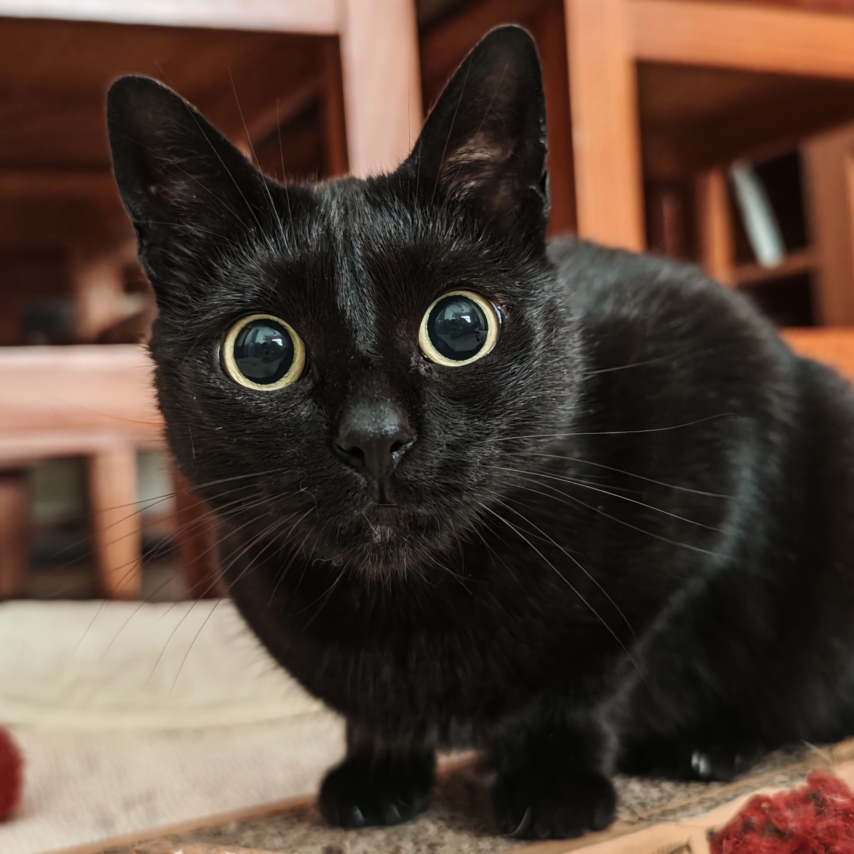 cat named Vainilla