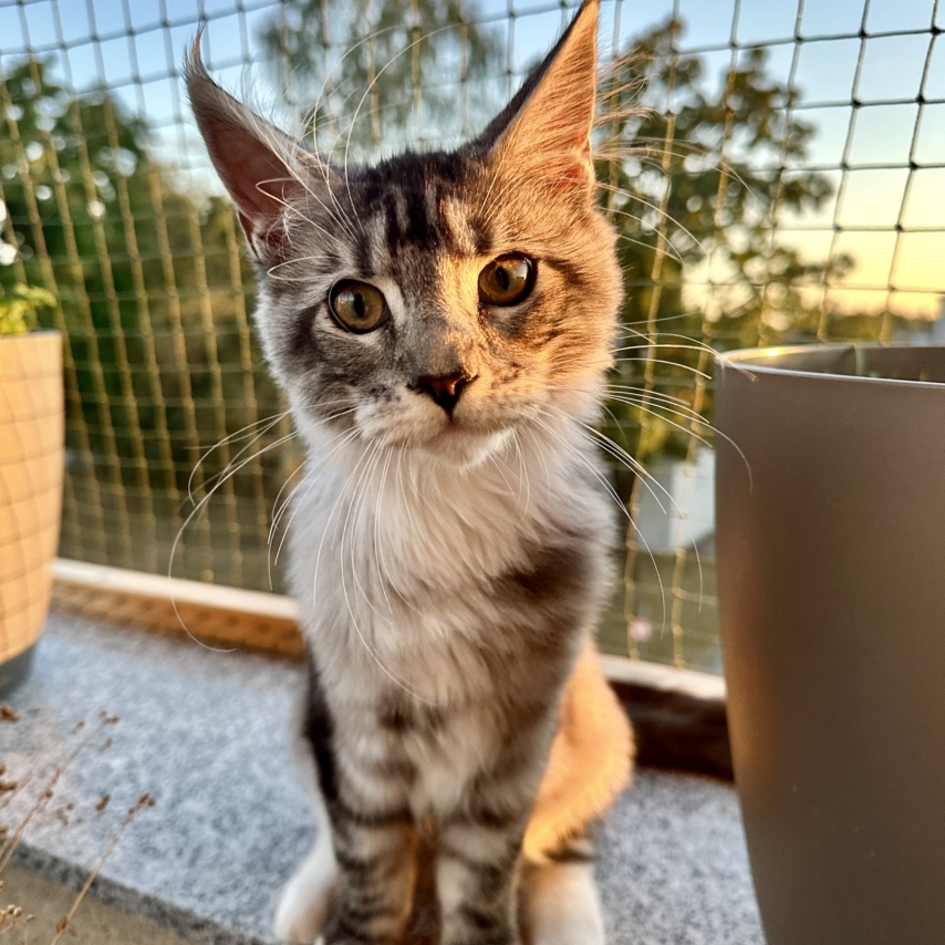 cat named Kira