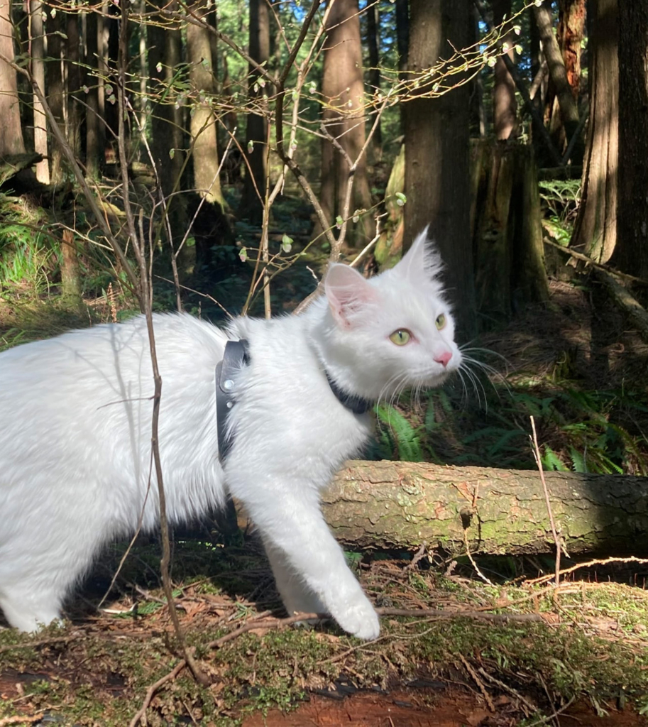 Xena, une chatte croisée Angora turc blanche, dans une forêt.