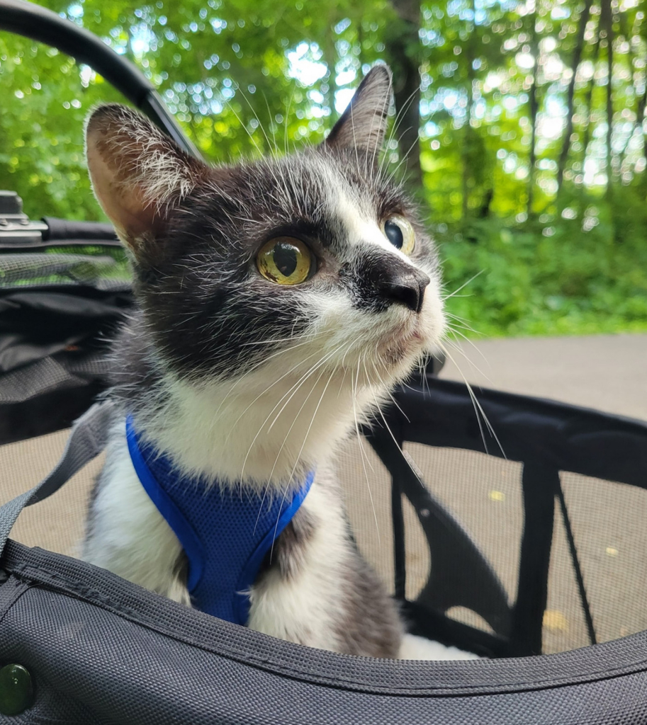 Hershey, un chat noir et blanc portant un harnais bleu, assis dans une poussette.
