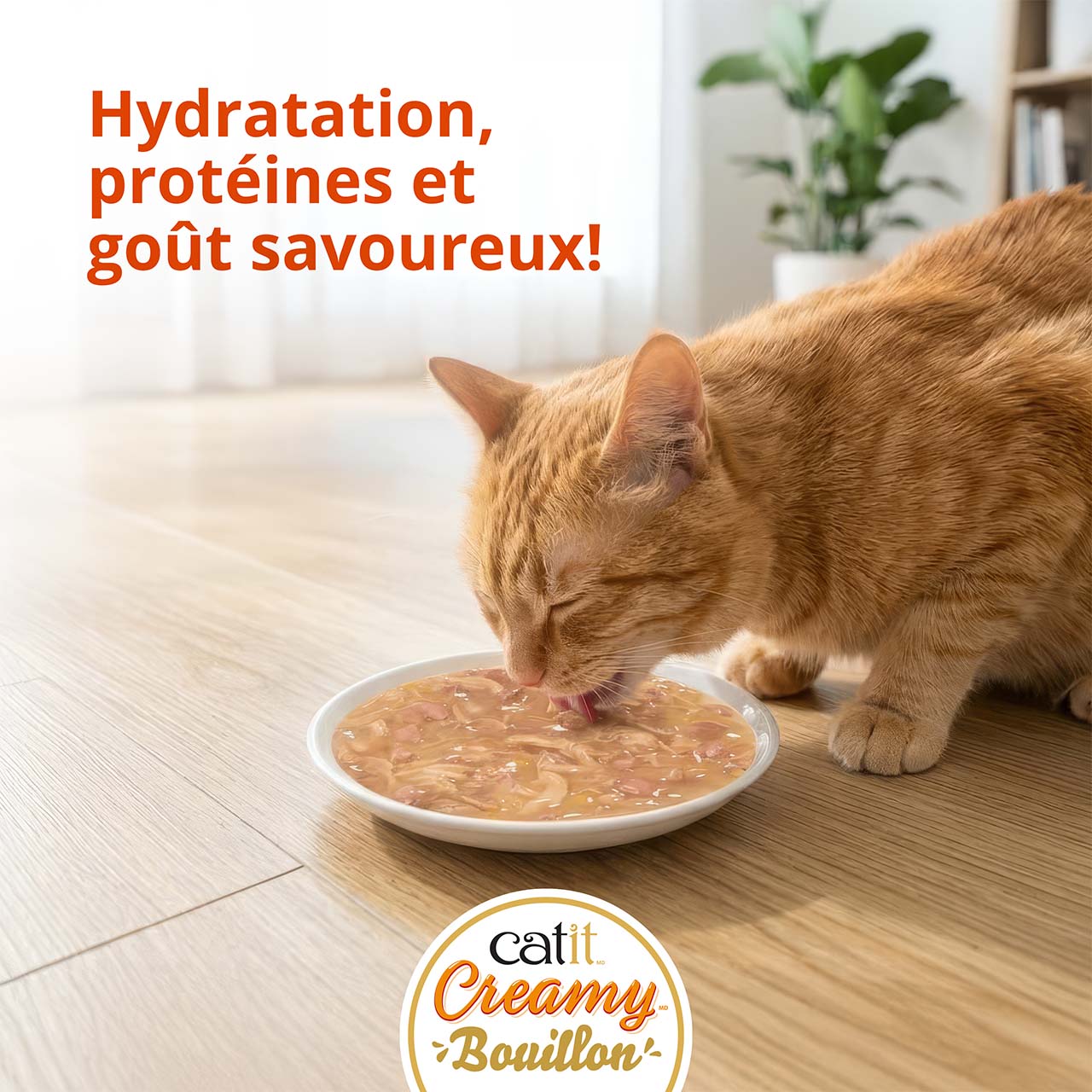 Chat mangeant du bouillon Catit Creamy dans une assiette sur un plancher en bois