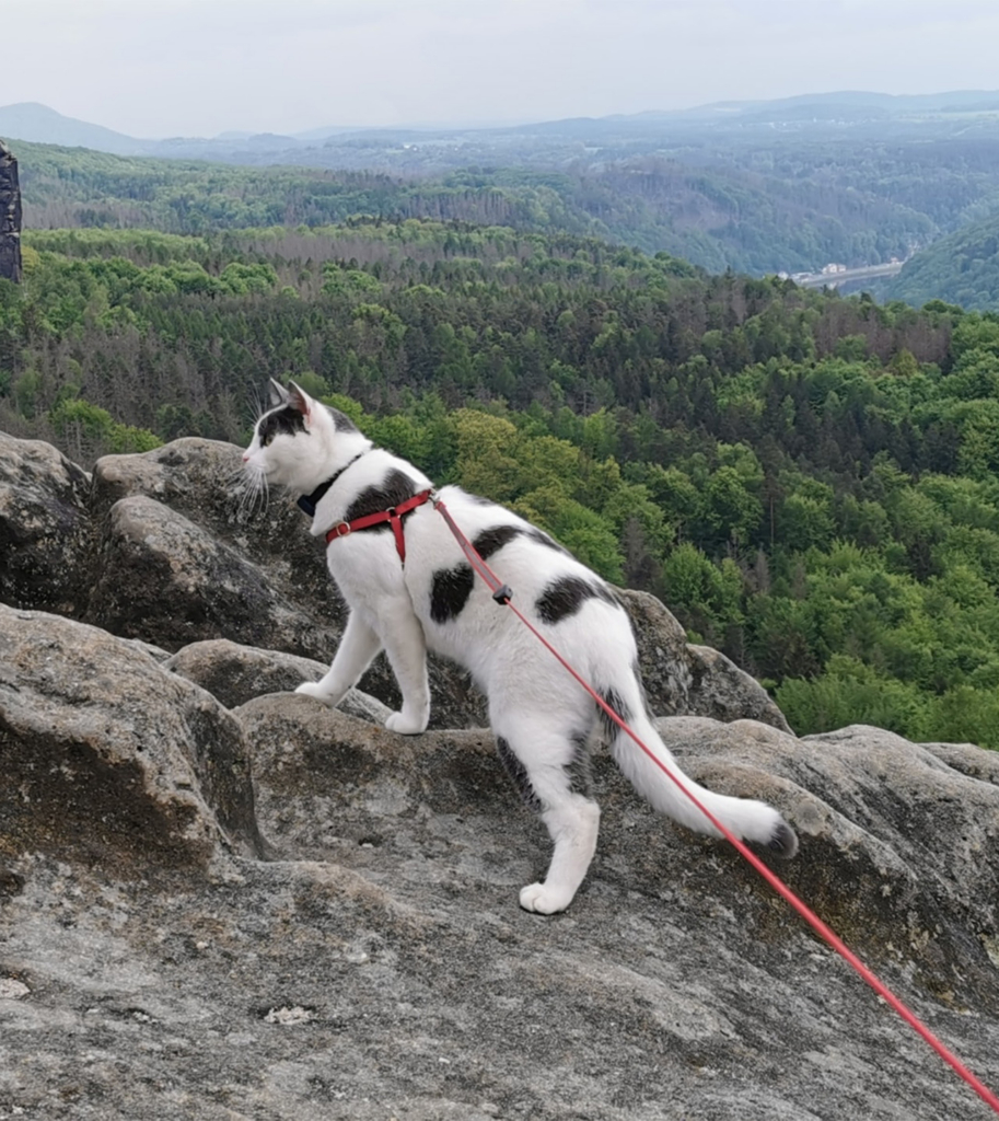 Bodi en randonnée, avec une forêt en arrière-plan.