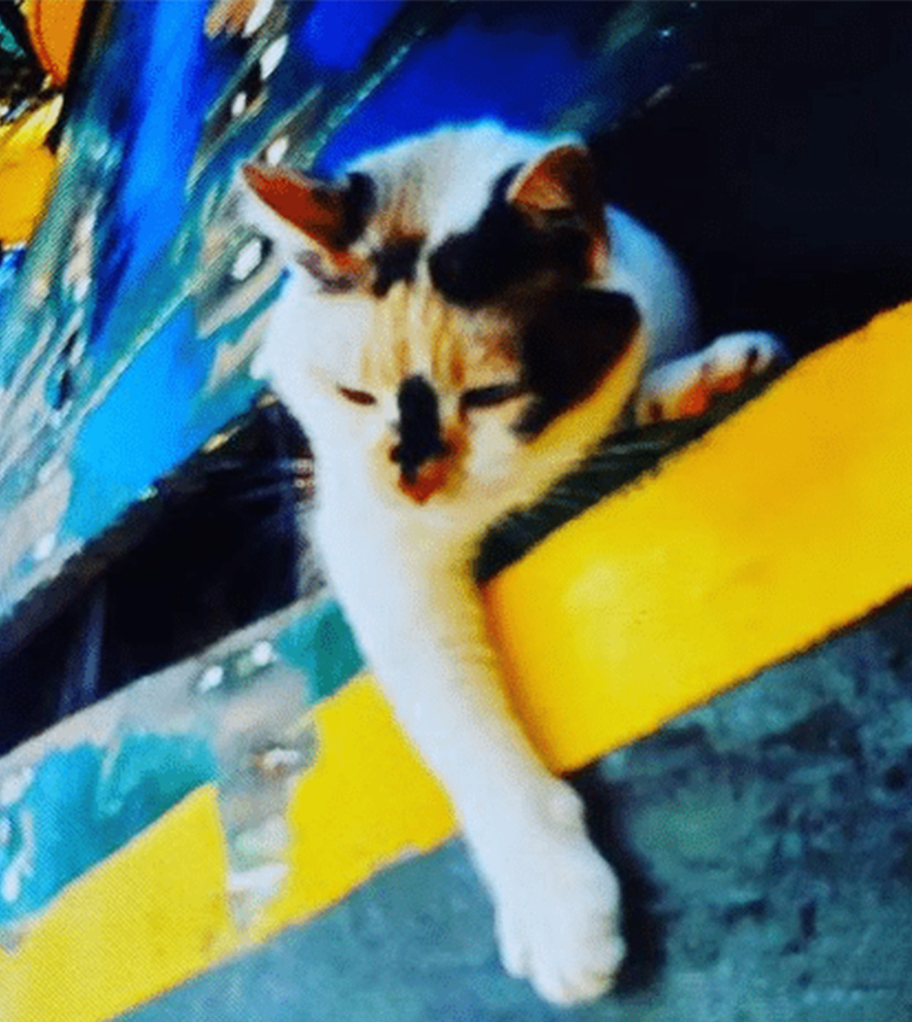 Taffy sur un bateau bleu.