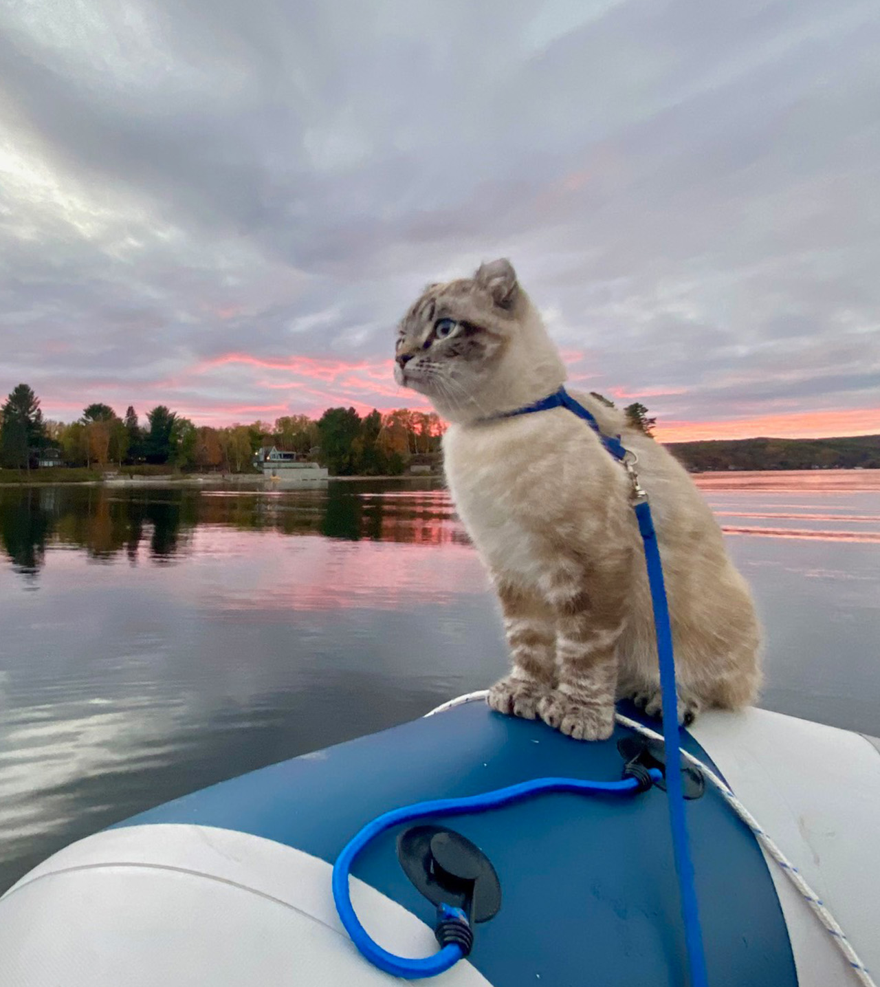 Zodiac, un chat Highland Lynx portant un harnais bleu, sur un bateau pneumatique.