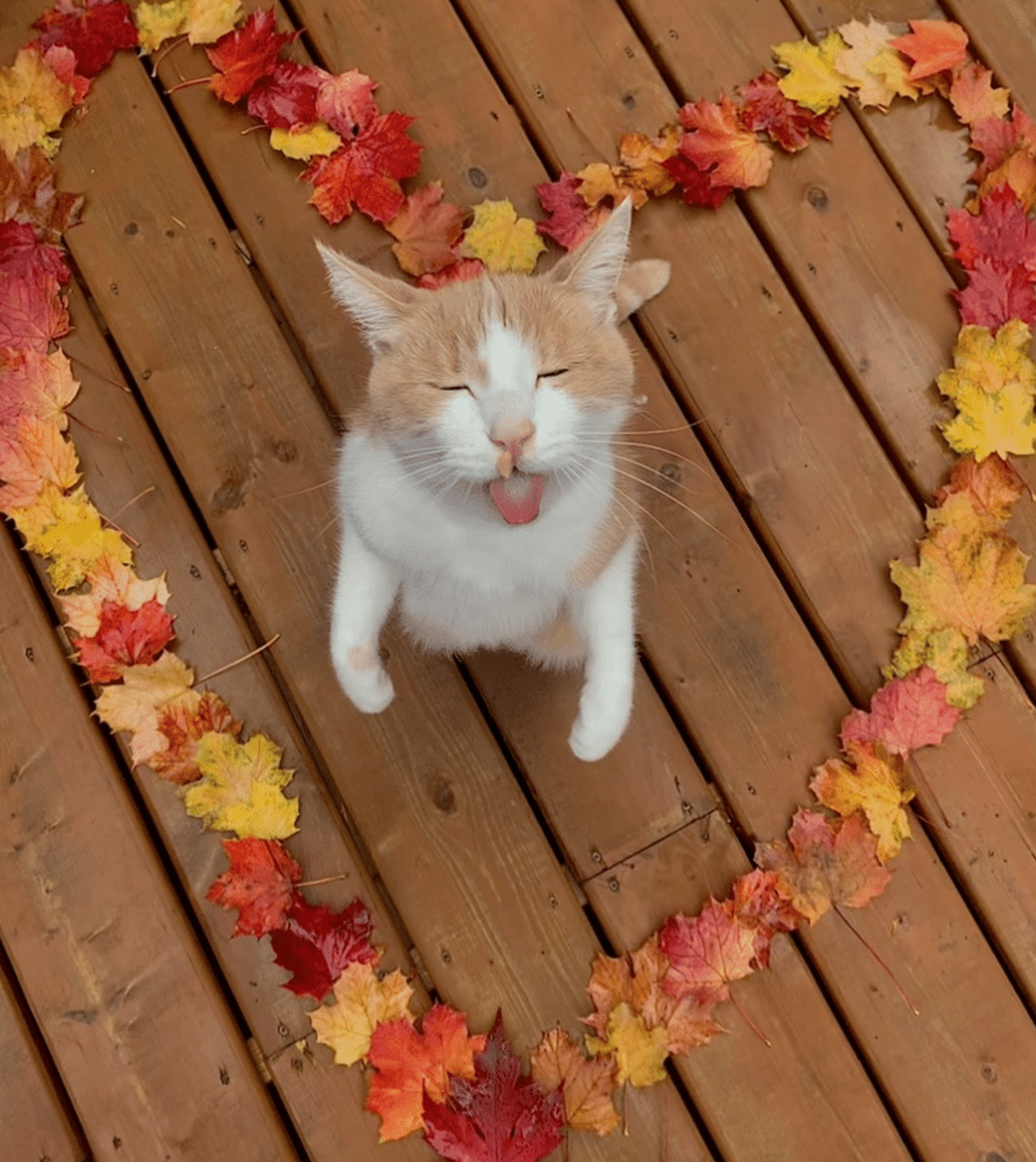 Marv posant à l’intérieur d’un cœur formé de feuilles, sur un fond en bois.