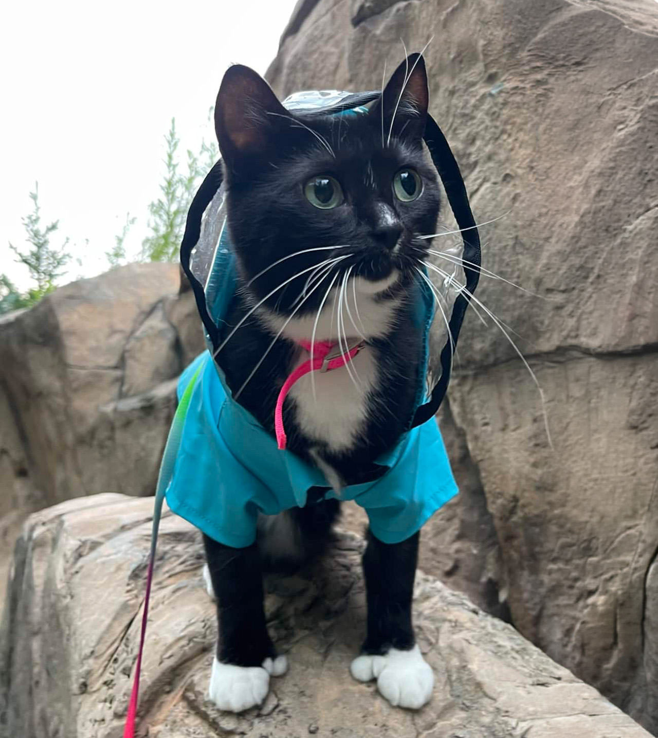 Polly, une chatte American Shorthair noire et blanche polydactyle, portant un imperméable bleu et posant sur un rocher.