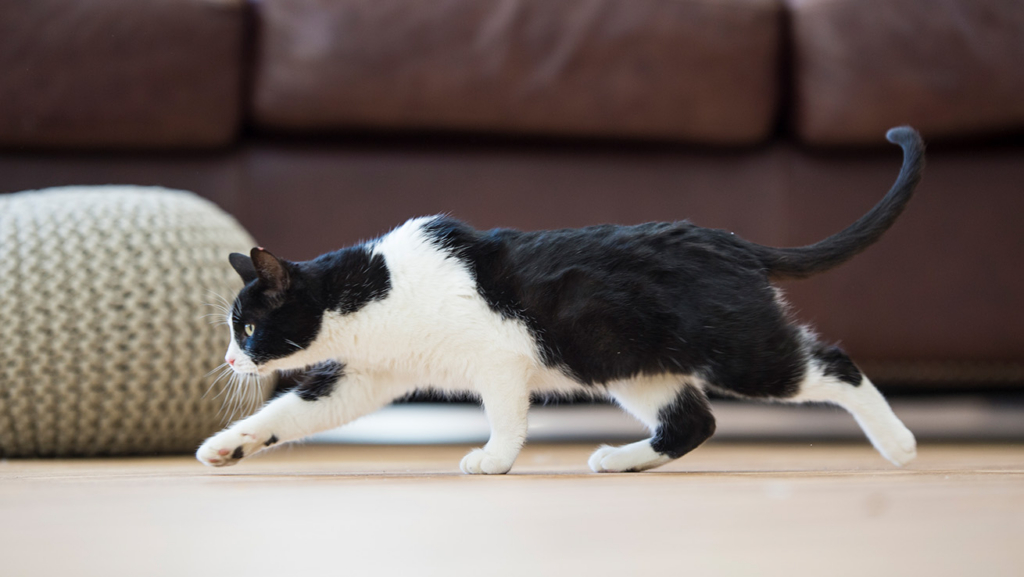 Un gato tuxedo o esmoquin acechando algo en un salón.
