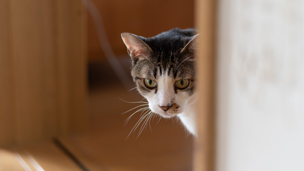 Un gato asomándose desde detrás de una esquina.