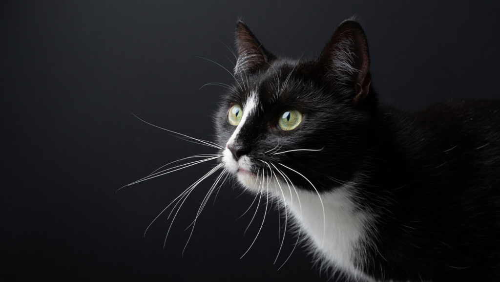 Un retrato de un gato tuxedo o esmoquin.
