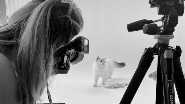 Un chat allongé sur un griffoir Catit Zoo en forme d’éléphant dans un décor de studio