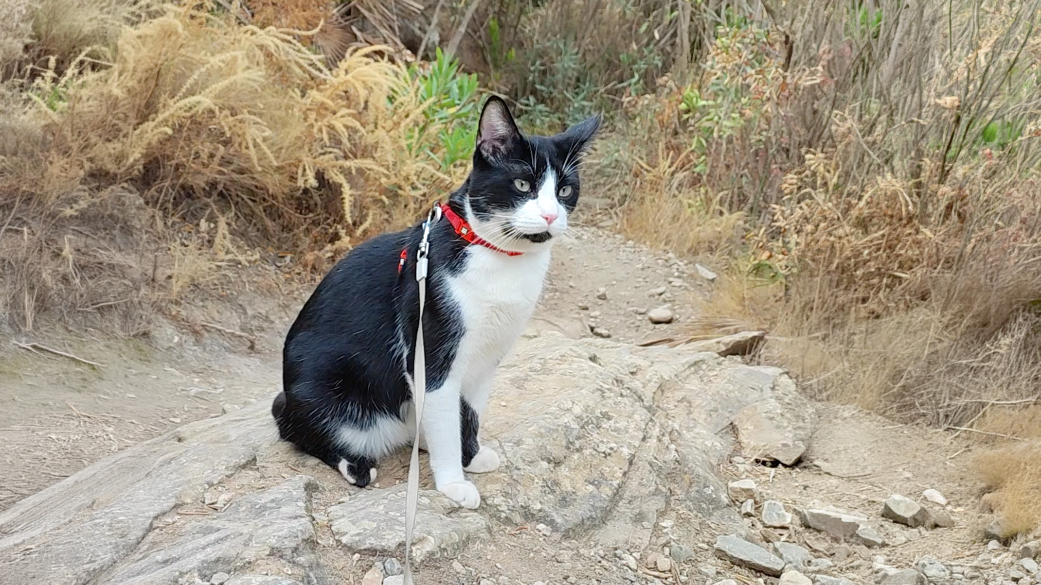 Oreo, un gato tuxedo o esmoquin con un collar rojo, sentado en medio de una ruta de senderismo.