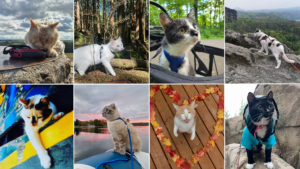 Un collage des 8 chats aventuriers mentionnés dans le billet