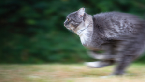 grey cat running at full speed with a blurry background