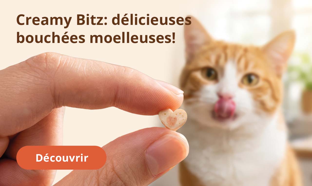 Creamy Bitz: délicieuses bouchées moelleuses!