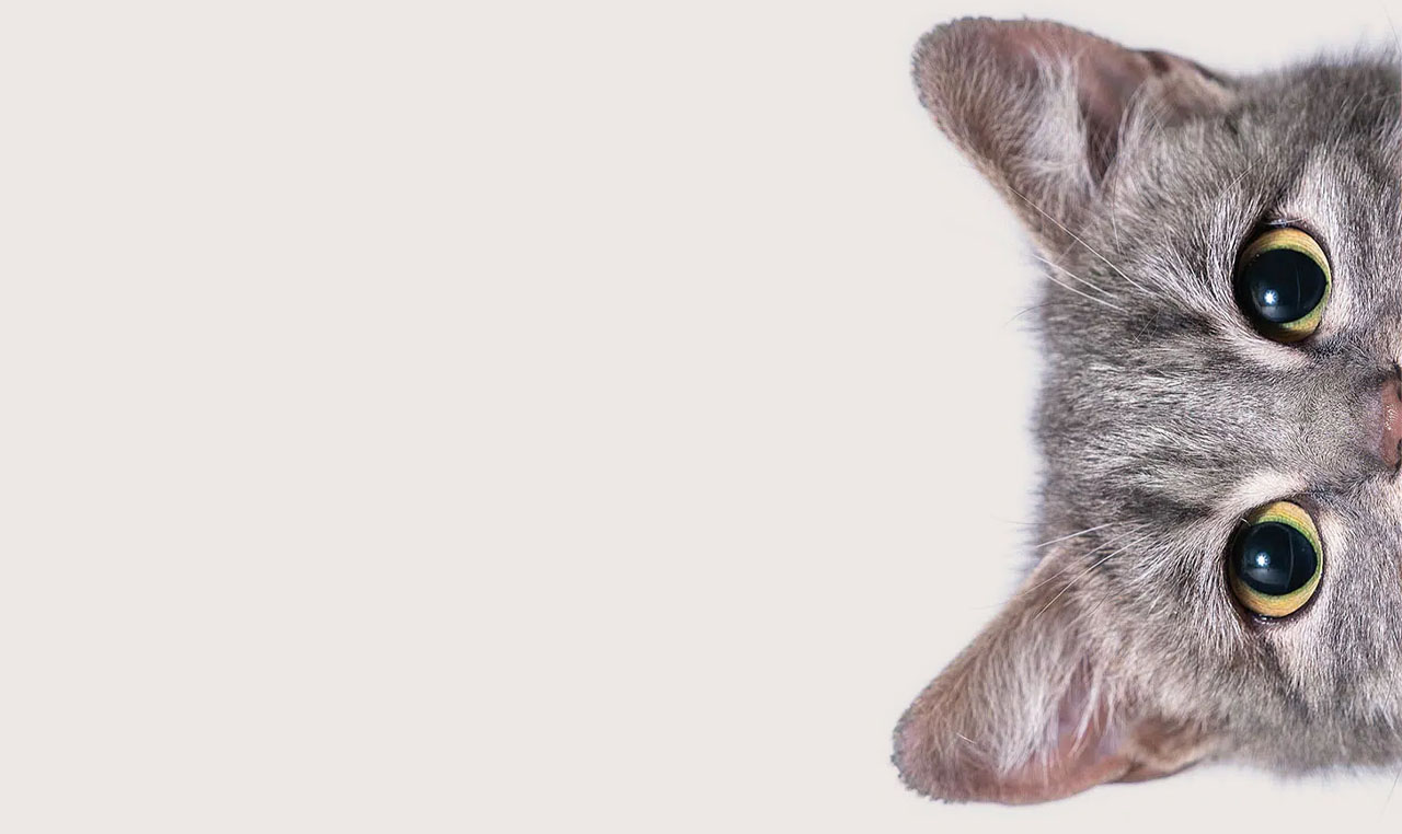 Cat peeking into the image from the right side, showing its eyes and ears