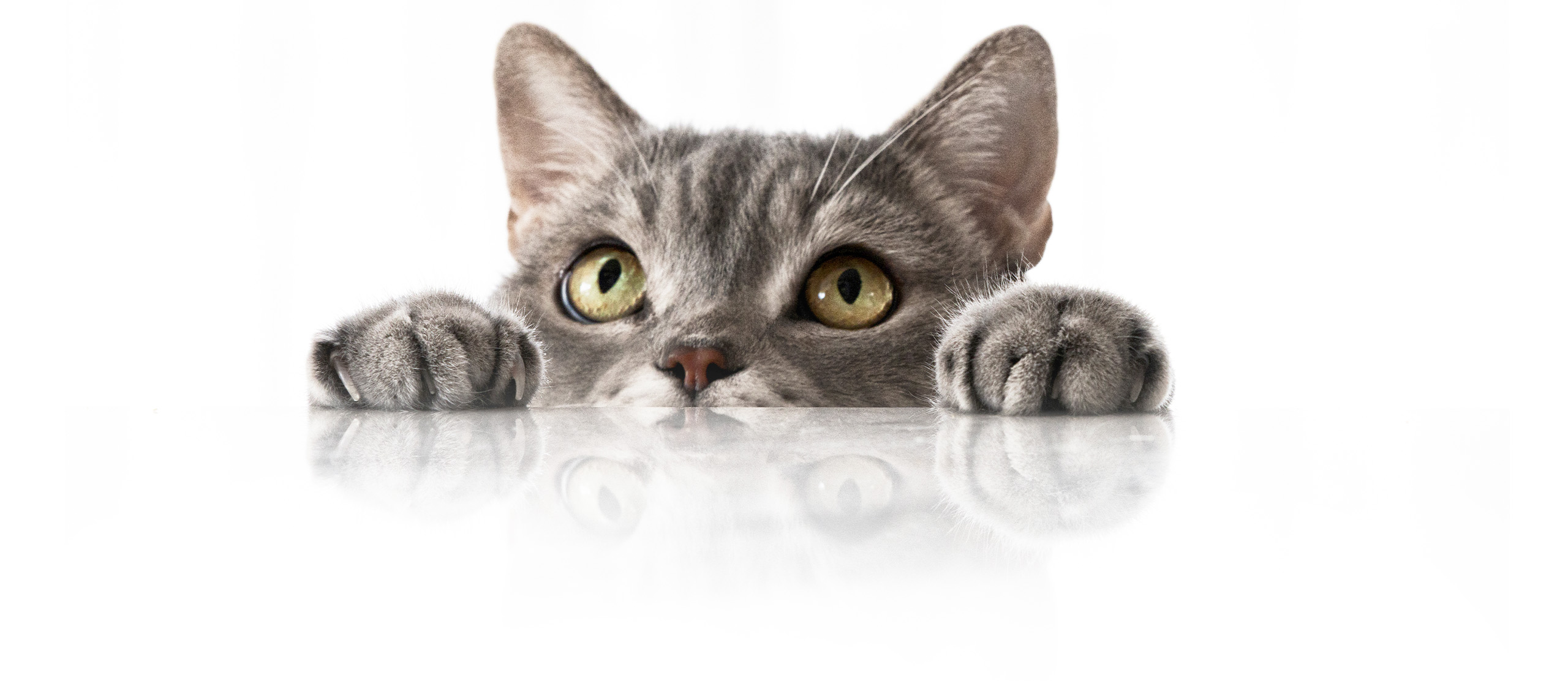 Un chat British shorthair levant les yeux