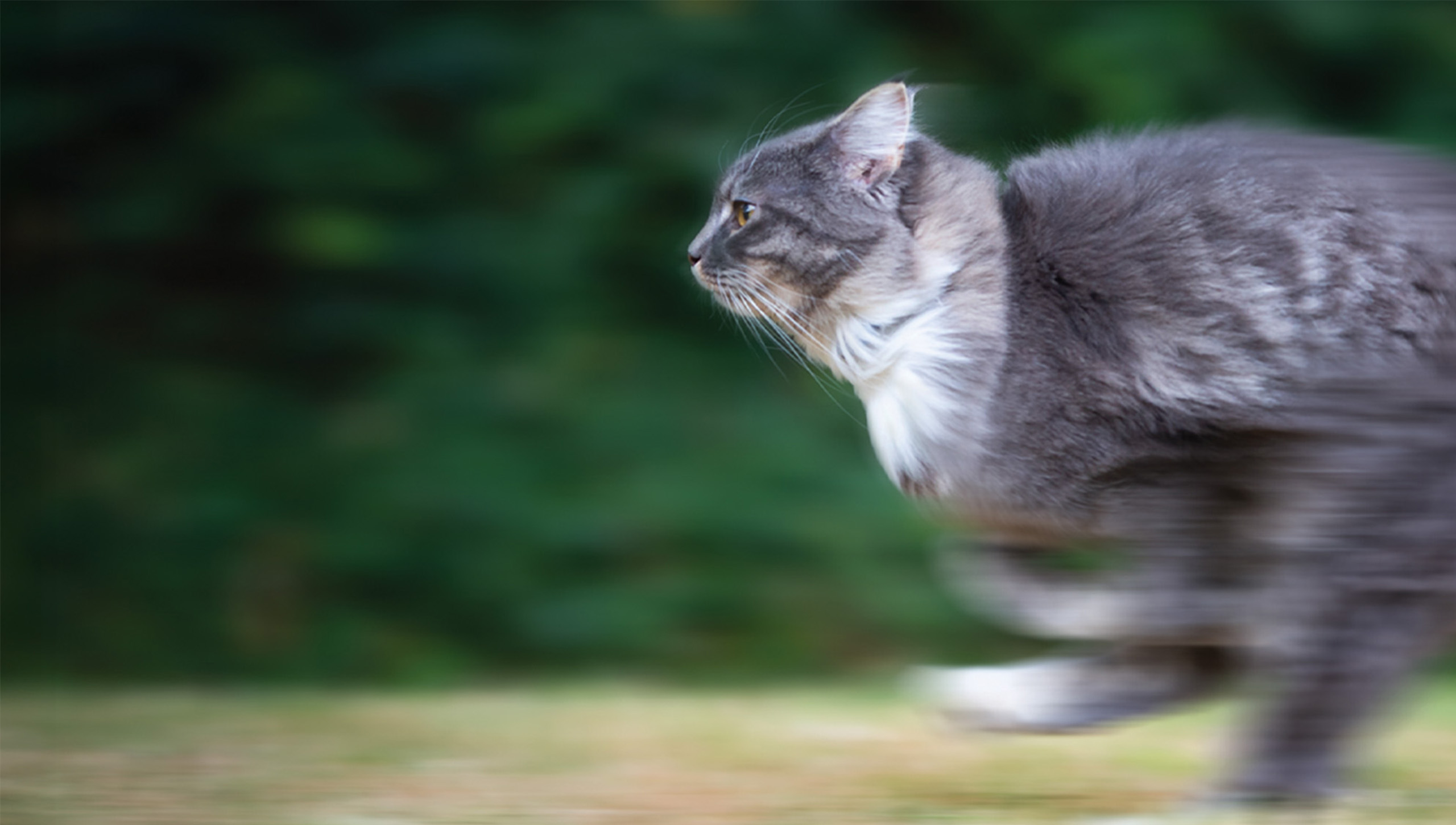 Un chat gris courant à toute vitesse sur un fond flou