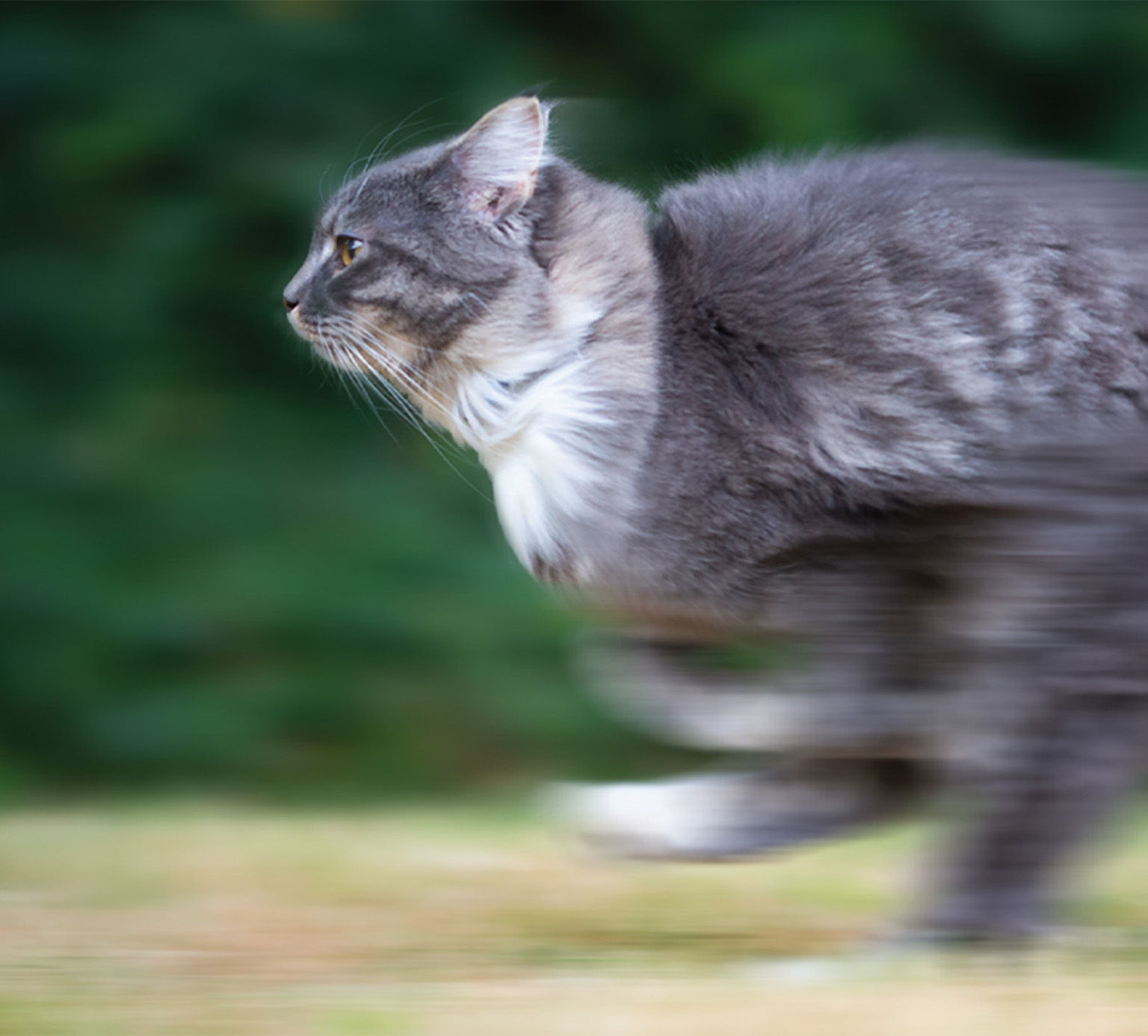 Un chat gris courant à toute vitesse sur un fond flou