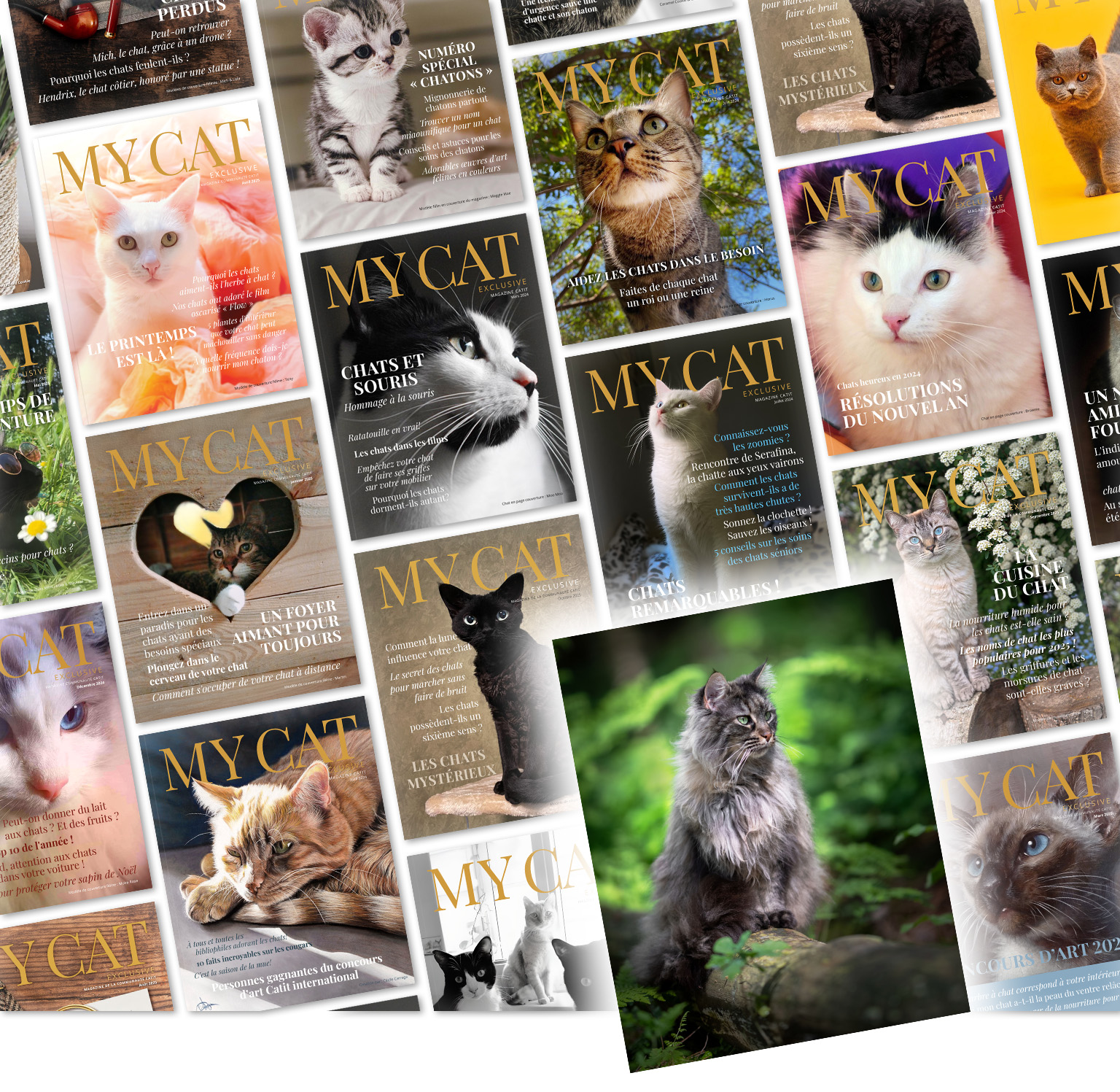 Un photo montage de couvertures du magazine My Cat, avec un Maine Coon assis sur une souche d’arbre dans une forêt