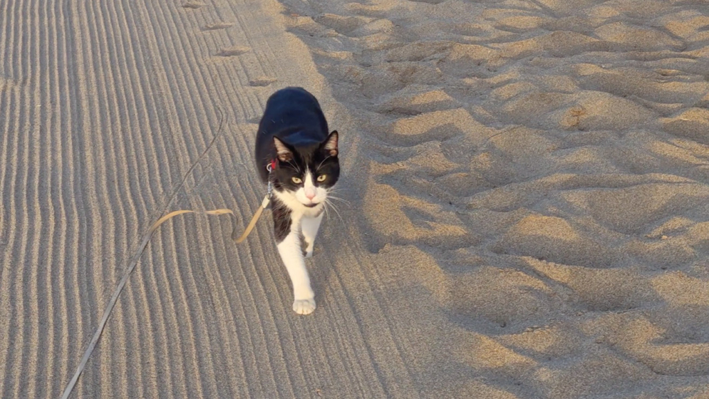 Oreo paseando por la playa.