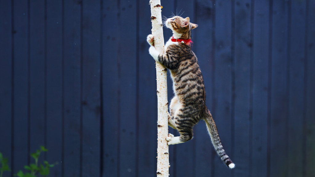 Un gato atigrado de pelo corto con un collar rojo trepando a un árbol, con un fondo de madera azul.