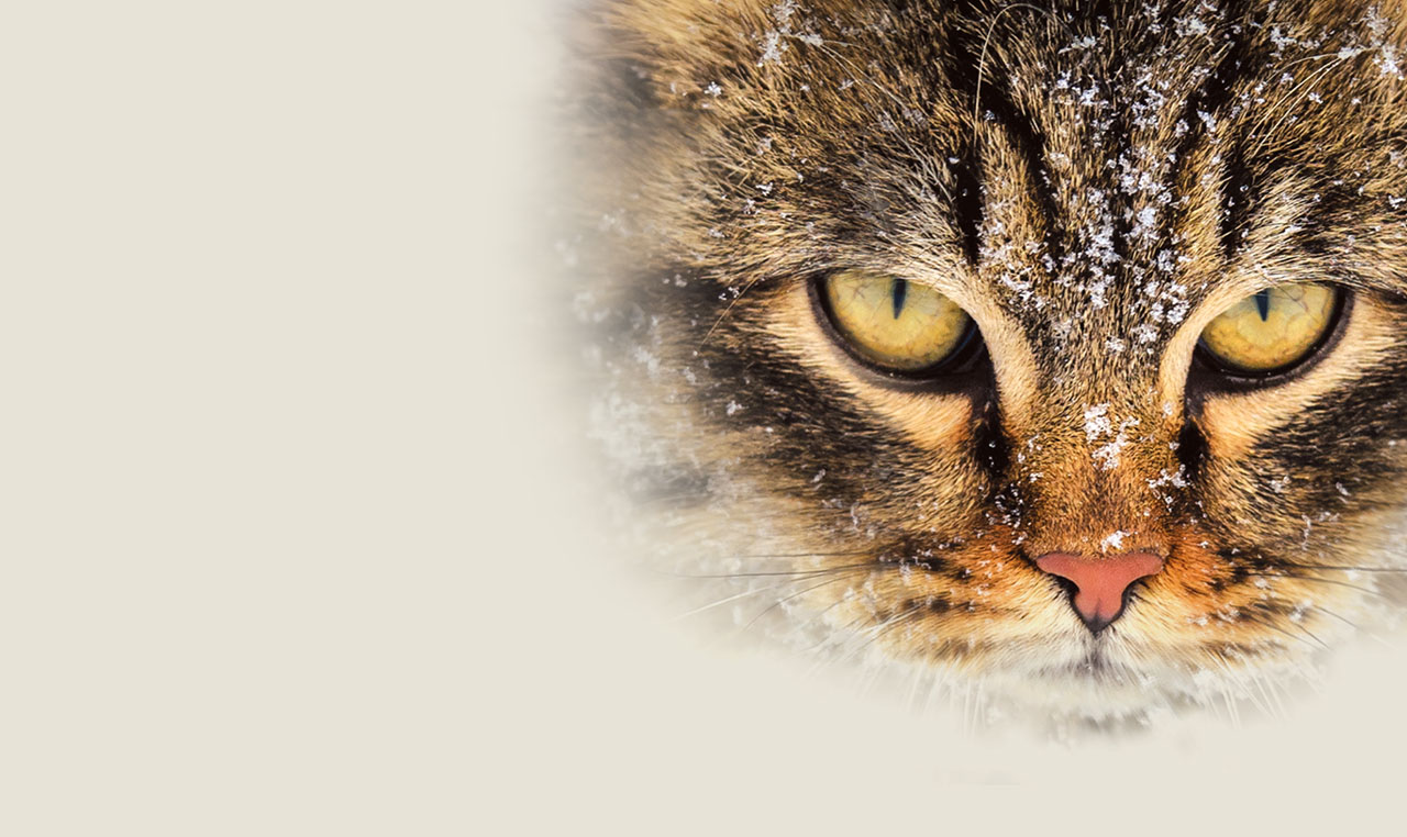 Cat head with snowflakes looking angry