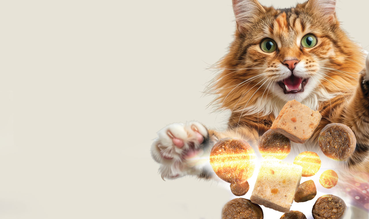 Main coon cat jumping towards flying dry food kibble and cubes