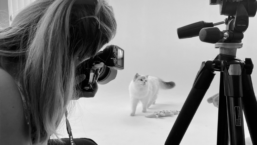 Un gato blanco siendo fotografiado en un estudio.