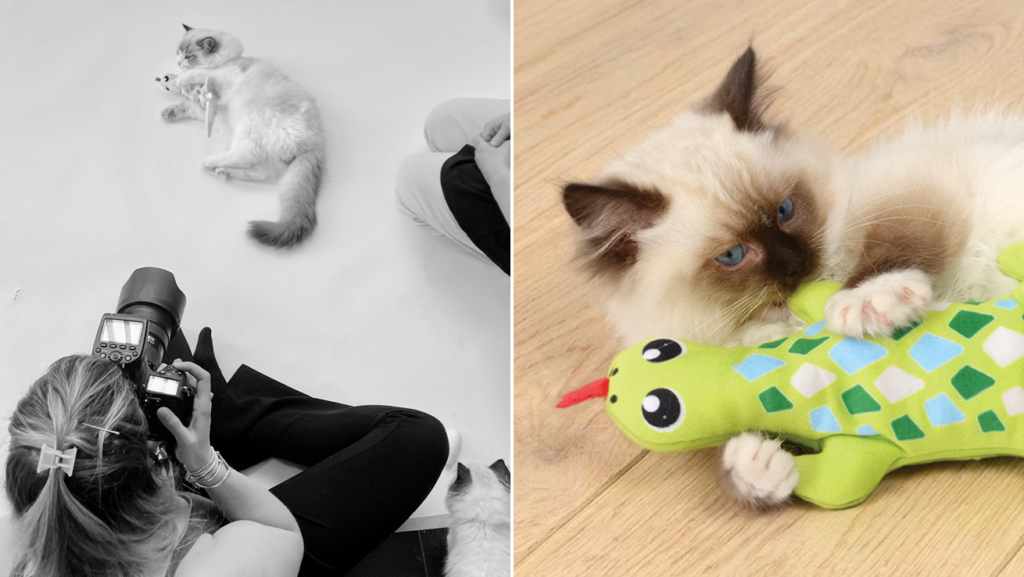 Izquierda: Un gato jugando con un Catit Groovy Gecko en un estudio. Derecha: Un gato con el Catit Groovy Gecko sobre un suelo de madera.