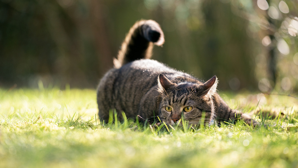 Un gato doméstico de pelo corto atigrado agazapado al aire libre sobre la hierba.