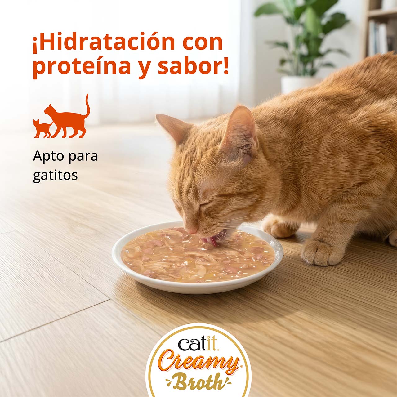 Un gato comiéndose Catit Creamy Broth de un plato en el suelo de madera